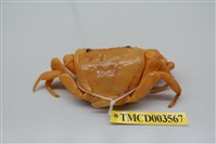 藏品(拉氏清溪蟹)的圖片